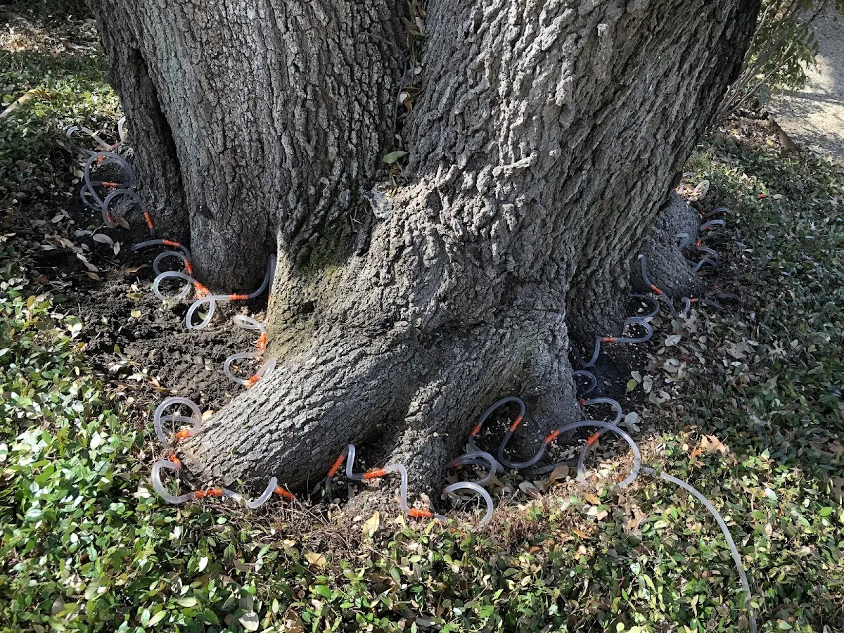 Detailed Tree Cabling and Bracing job site in Copake Falls