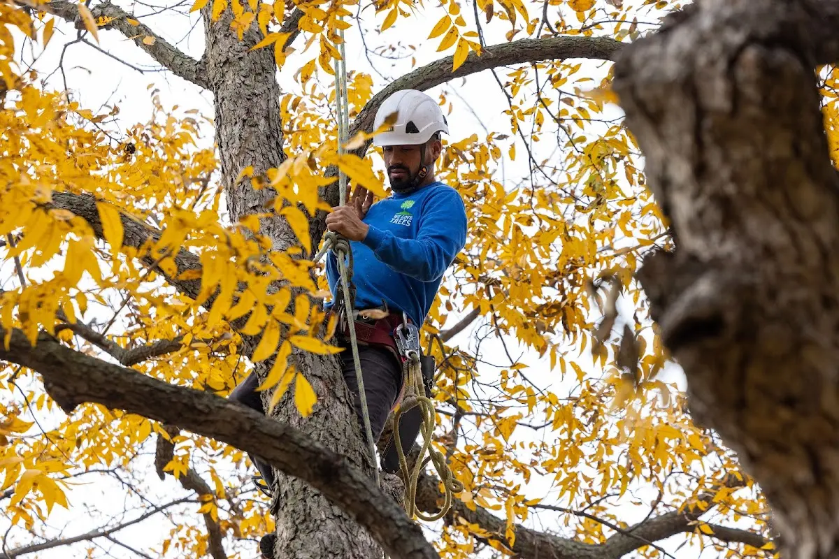 Skilled Tree Transplanting crew working in Copake Falls